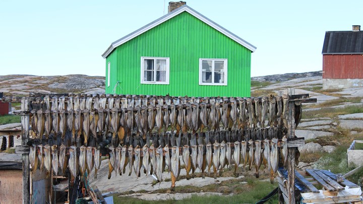 Dried fish, Greenland.