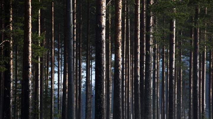 MDG mener arealnøytralitet må bli en juridisk bindende ramme for kommunene.
Det betyr at dersom nye naturområder skal bygges ned, må en kompensere ved å restaurere et areal med forringet natur et annet sted i nærheten.