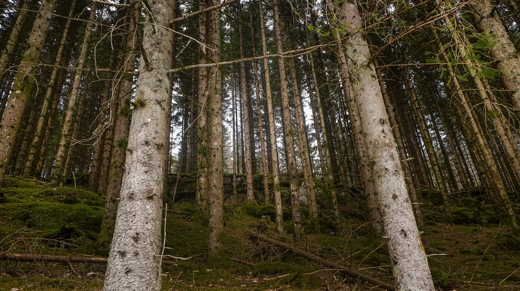 Kunnskapskonfliktene i skogforvaltningen er ikke begrenset til kartlegging av biologisk mangfold. Vi har sett tilsvarende konflikter om naturindeksen, økologisk tilstand og karbonlagring i skog, skriver Håkon Aspøy, stipendiat ved Norsk institutt for naturforskning.