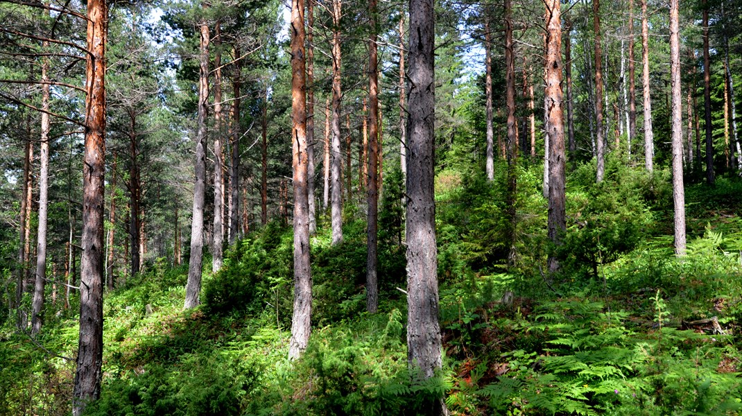 Det er riktig at skogbruket over lengre tid har ønsket å få en mer verdinøytral kartlegging av natur enn den såkalte&nbsp;«Siste Sjanse-metoden»&nbsp;– men det er ikke fordi vi mener at&nbsp;«naturtypekartlegging
er for farget av miljøforvaltning», slik Håkon Aspøy påstår i sitt debattinnlegg i Altinget 2. januar, skriver Skogeierforbundets direktør for skogbruk og miljø, Hans Asbjørn Sørlie.